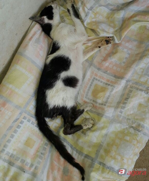 Foto: Divulgação -