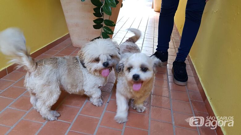 Três cãezinhos são resgatados na Vila Monteiro e procuram seu dono - Crédito: Divulgação