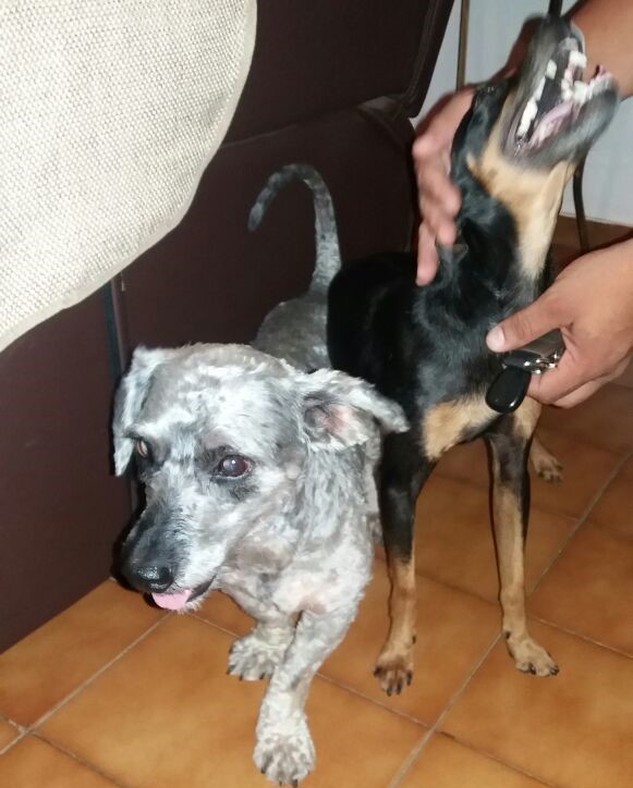Cachorrinhos são resgatados na Vila Prado - Crédito: Divulgação