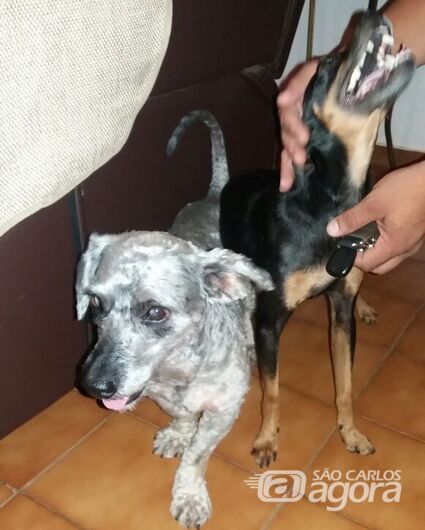 Cachorrinhos são resgatados na Vila Prado - Crédito: Divulgação