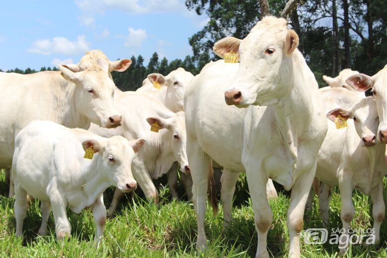 Rebanho Canchim da Embrapa Pecuária Sudeste - Crédito: Gisele Rosso