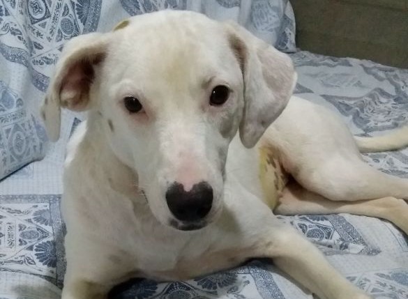 Cachorrinha perdida é resgatada no Condomínio Moradas 2 - Crédito: Divulgação