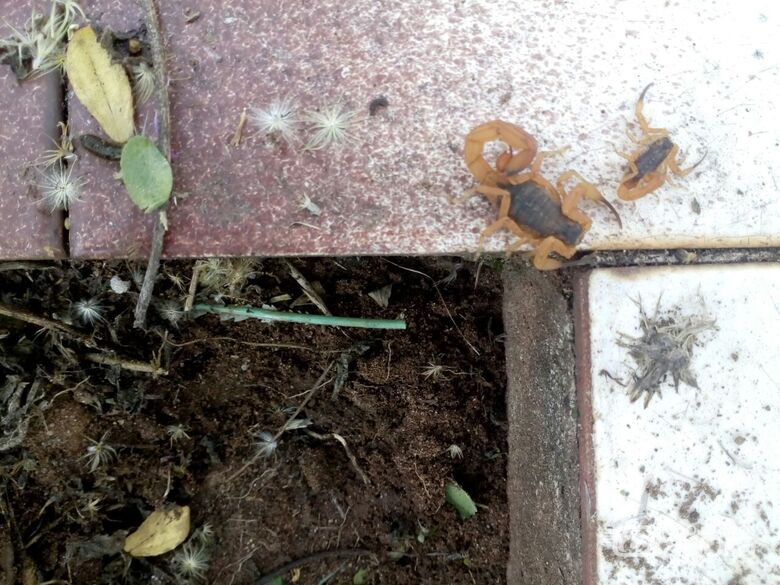 Escorpiões assustaram visitante no Nossa Senhora do Carmo - Crédito: Divulgação