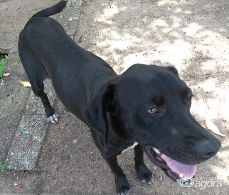Cachorra é abandonada no Jardim Cardinalli - Crédito: Divulgação