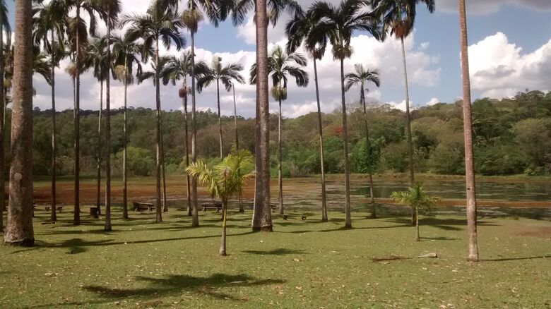 A floresta urbana de Rio Claro - Crédito: Eduardo Henrique Ferin da Cunha