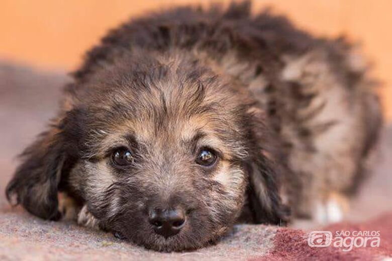 Filhotes e cães adultos poderão ser adotados neste domingo - Crédito: Divulgação