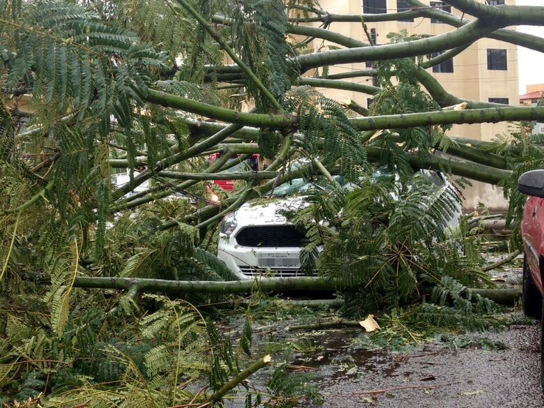 Árvore cai sobre carro em movimento e motorista fica preso no veículo - Crédito: Luciano Lopes