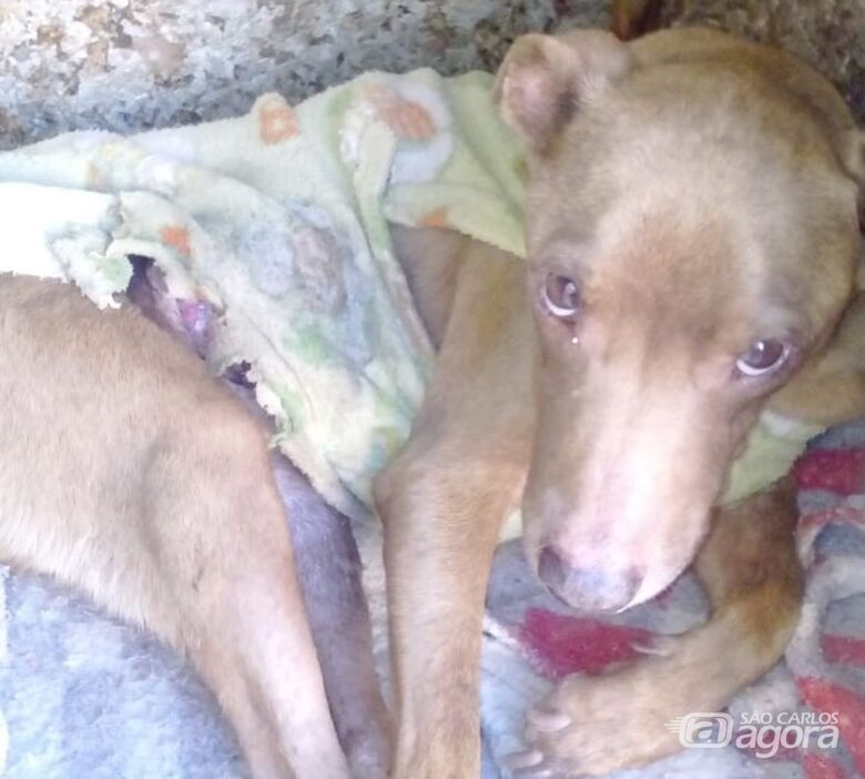 Campanha busca ajudar cachorrinho Kaká resgatado com tumor - Crédito: Divulgação