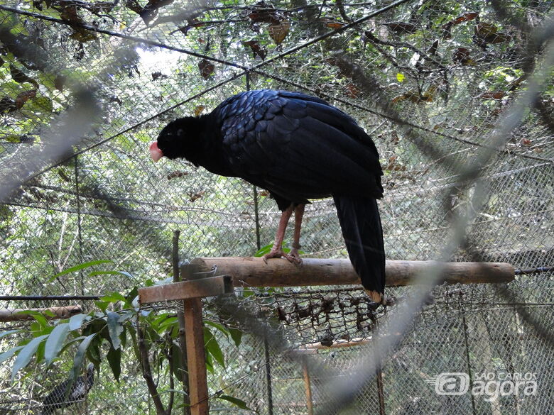 Mutum-de-Alagoas é uma das duas espécies de pássaros extintas na natureza no Brasil - Crédito: Mercival Francisco - UFSCar/DCA-So