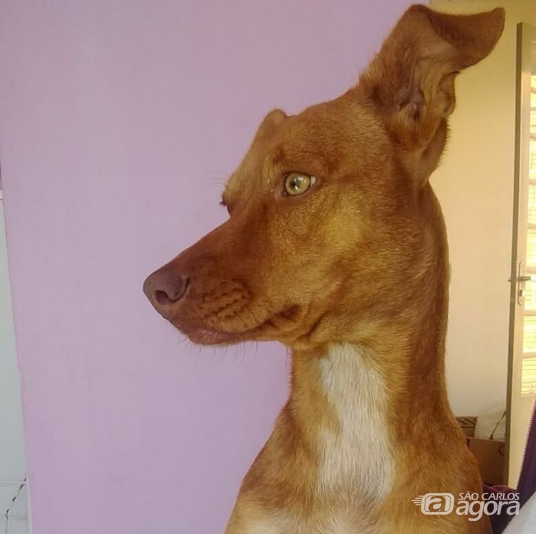 Cachorrinha desaparece no Jardim Zavaglia - Crédito: Divulgação