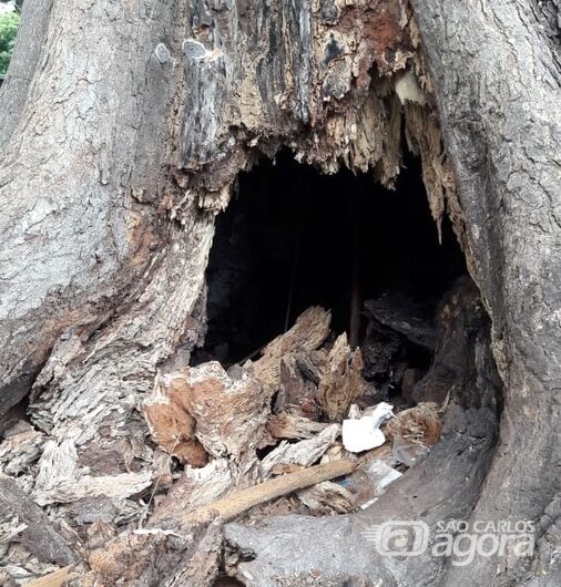 Buraco no tronco da árvore, próximo a raiz: preocupação e temor - Crédito: Divulgação