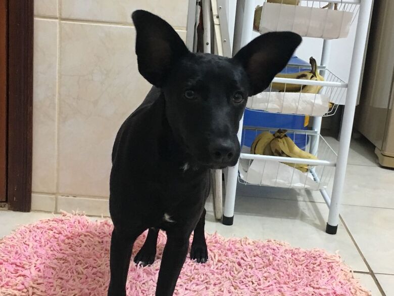 Cachorrinho é resgatado na Avenida São Carlos - Crédito: Divulgação