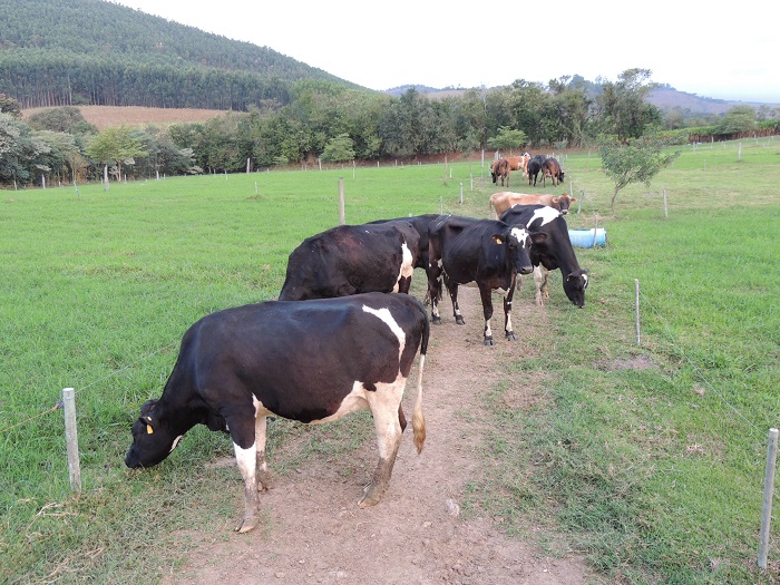 Vacas leiteiras da fazenda Nata da Serra, onde aconteceu o primeiro módulo do curso - Crédito: Ana Maio