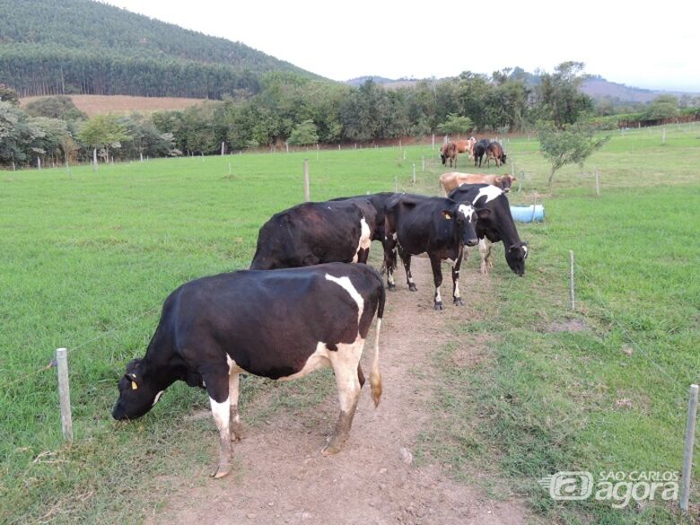 Vacas leiteiras da fazenda Nata da Serra, onde aconteceu o primeiro módulo do curso - Crédito: Ana Maio
