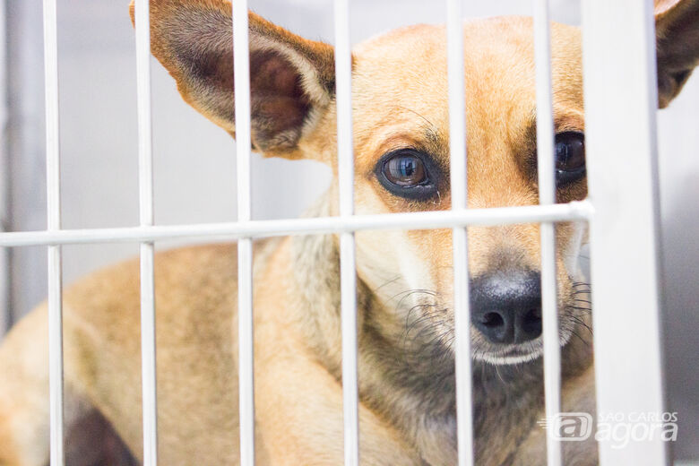 ONG ASA, Amigos Salvando Amigos, realizará castração gratuita de animais no HVU da UNICEP -