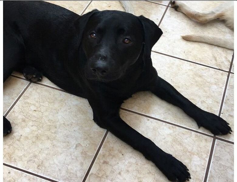 Chicão desaparece e proprietária pede ajuda para encontrá-lo - Crédito: Divulgação