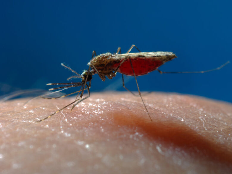 Pesquisadores de São Carlos contribuem para a descoberta de novo tratamento da malária - Crédito: Divulgação