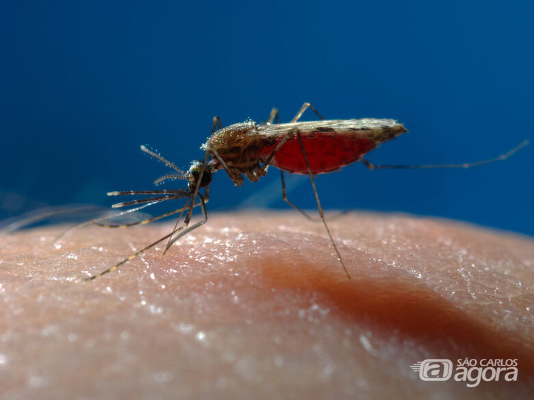 Pesquisadores de São Carlos contribuem para a descoberta de novo tratamento da malária - Crédito: Divulgação