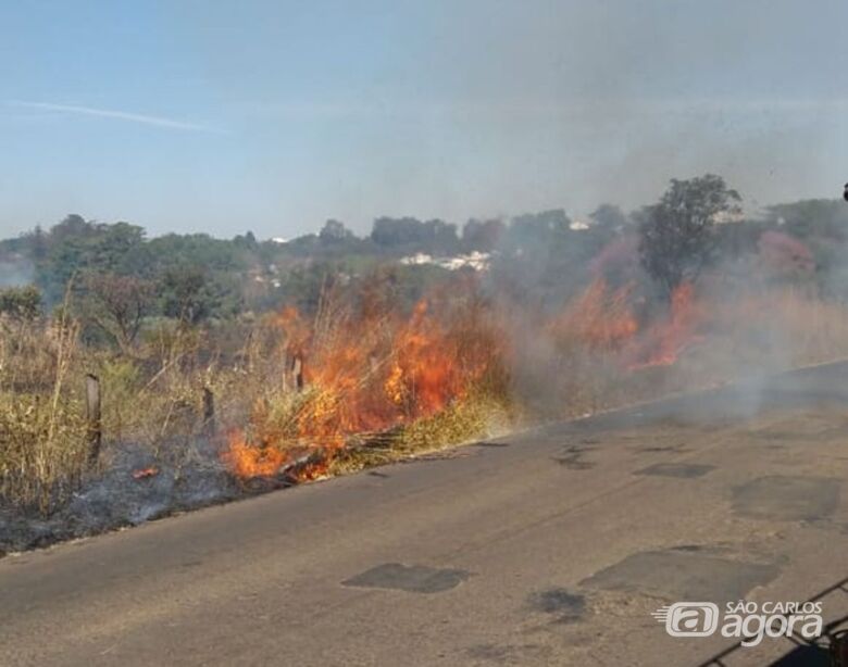 Incêndio queima 50 mudas de árvores nativas em São Carlos - Crédito: Colaborador/SCA