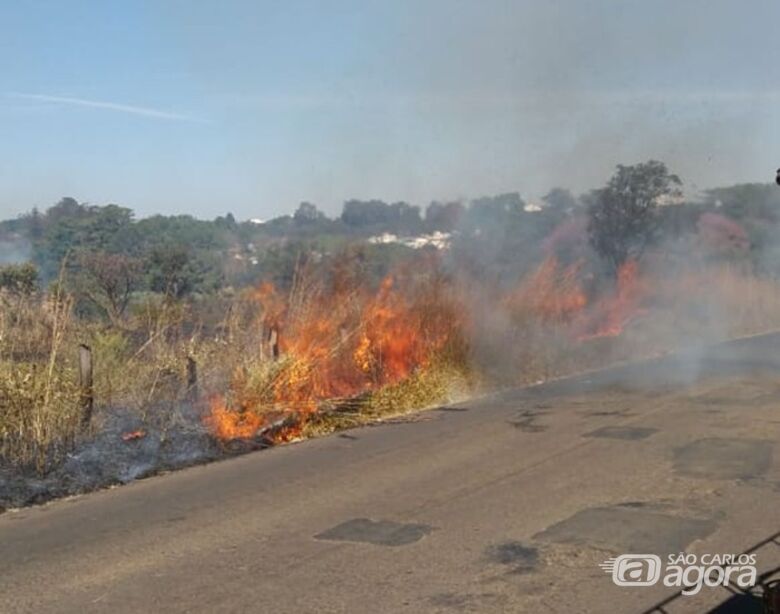 Incêndio queima 50 mudas de árvores nativas em São Carlos - Crédito: Colaborador/SCA