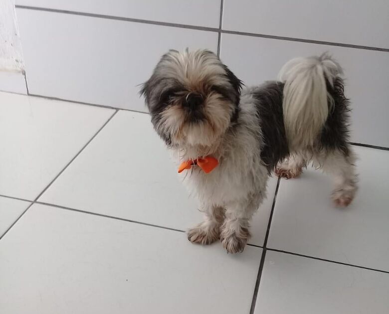 Cãozinho é resgatado na região do Astolpho Luís do Prado - Crédito: Divulgação