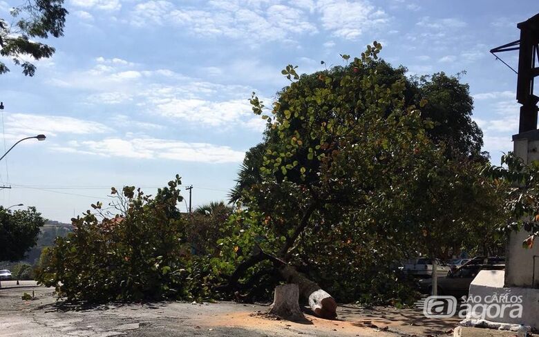 Prefeito de Ribeirão Bonito corta árvore centenária - Crédito: Dagmar Blota (moradora de Ribeirão Bonito)