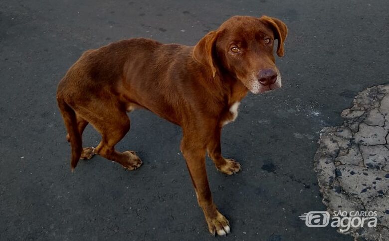 Franjinha precisa de ajuda; cachorrinho tem tumor em uma das patinhas - Crédito: Divulgação