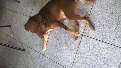 Cachorro é encontrado no Santa Felícia -
