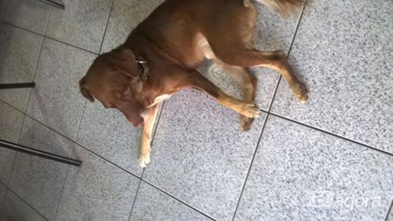 Cachorro é encontrado no Santa Felícia - 