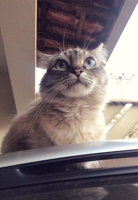 Gato está desaparecido -