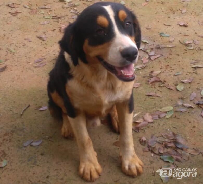 Cãozinho abandonado procura um novo lar - Crédito: Divulgação
