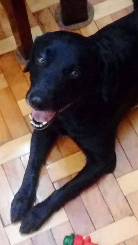 Cachorro Ventania está desaparecido (encontrado) -
