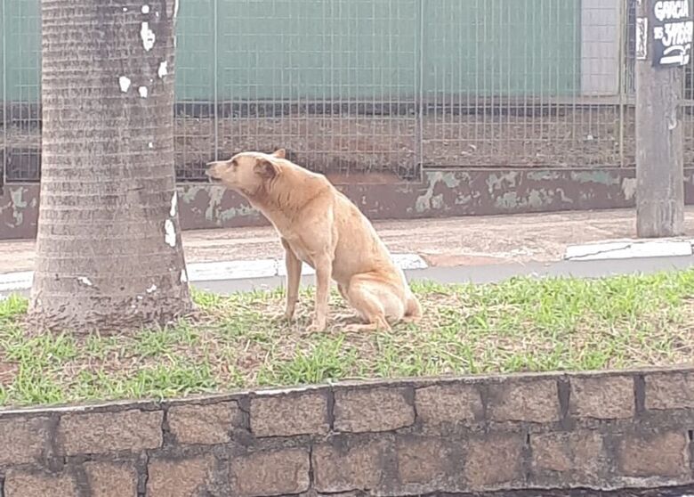 Cão está perdido na região do Centro de Especialidades - Crédito: Divulgação