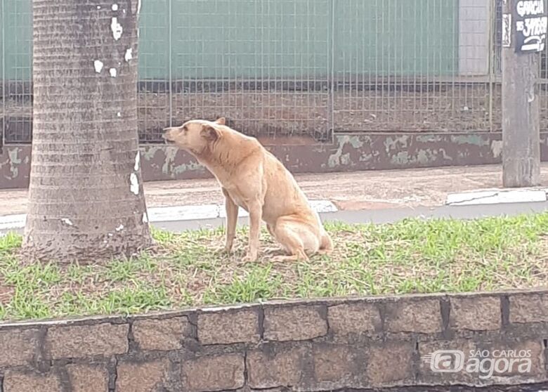 Cão está perdido na região do Centro de Especialidades - Crédito: Divulgação