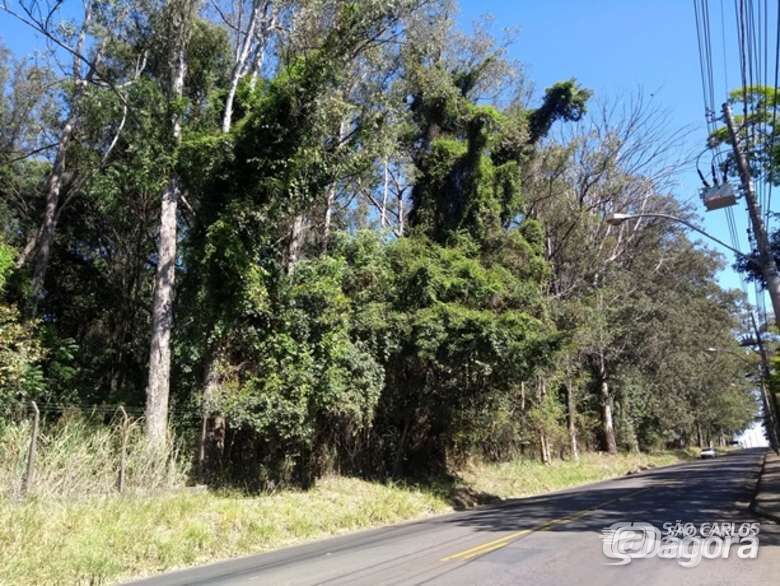 Eucaliptos na rodovia Guilherme Scatena serão cortados - Crédito: Divulgação