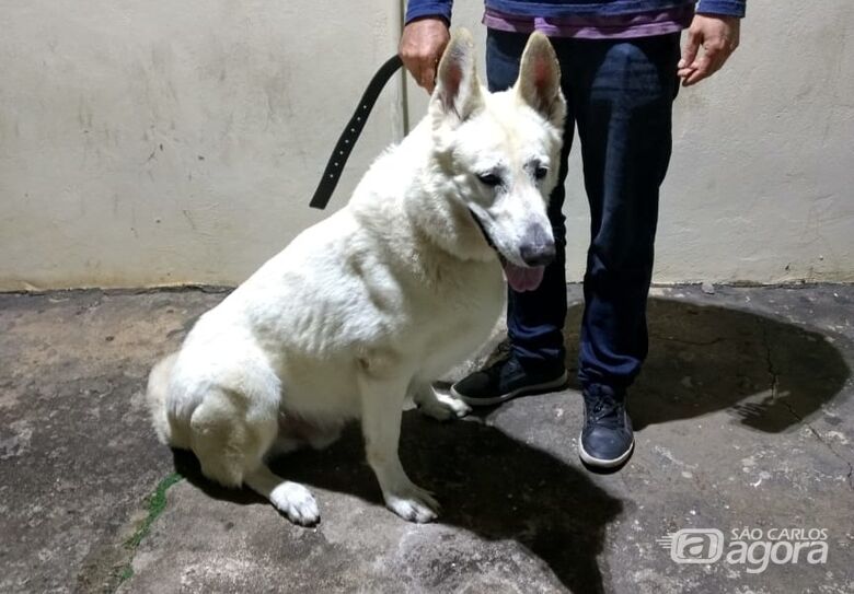 PM recupera cachorro que foi furtado na Vila Elisabeth - Crédito: Divulgação/PM