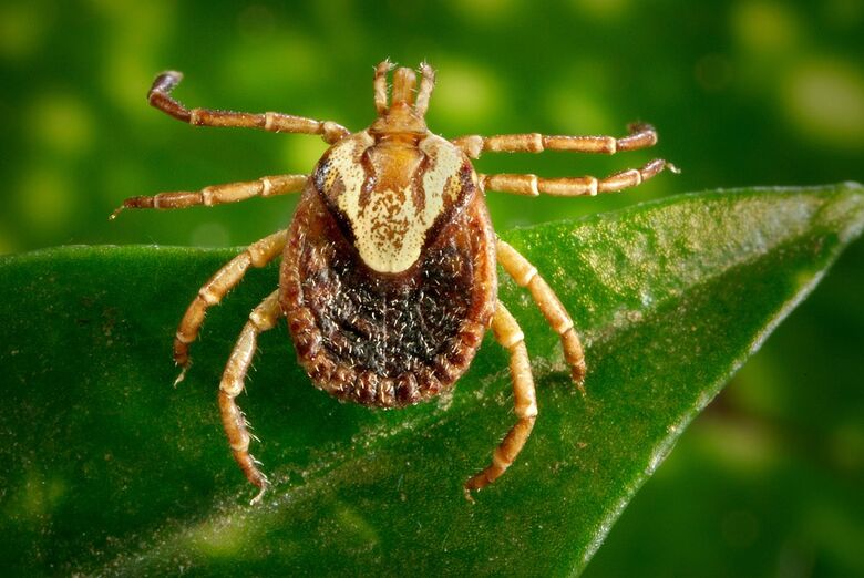 Duas pessoas morrem por febre maculosa em cidade da região - Crédito: Divulgação