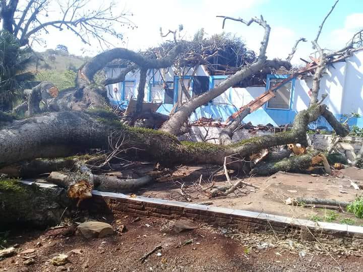 Árvore de grande porte cai sobre bar na área rural - Crédito: Colaborador