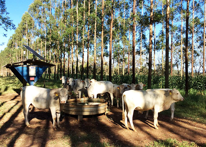 Estudo feito em São Carlos revela que gado em sistema integrado com floresta procura menos água - Crédito: Gisele Rosso