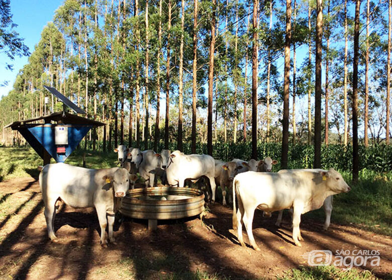 Estudo feito em São Carlos revela que gado em sistema integrado com floresta procura menos água - Crédito: Gisele Rosso