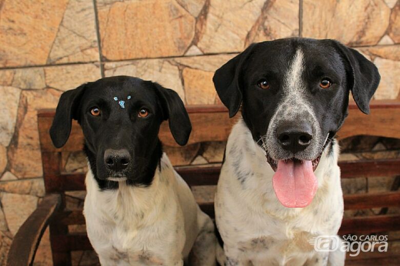 Feirinha de Adoção quer encontrar novos lares para fieis amigos - Crédito: Divulgação