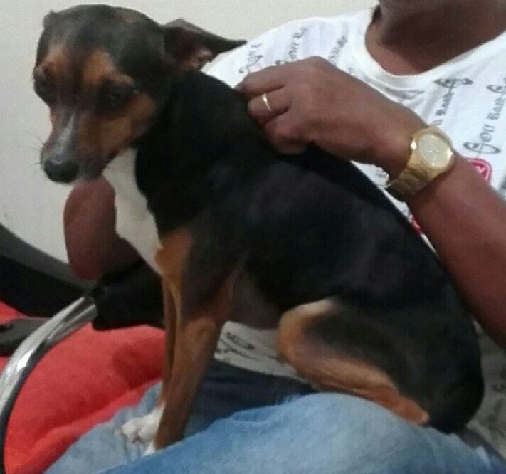 Cachorra Luma está desaparecida -