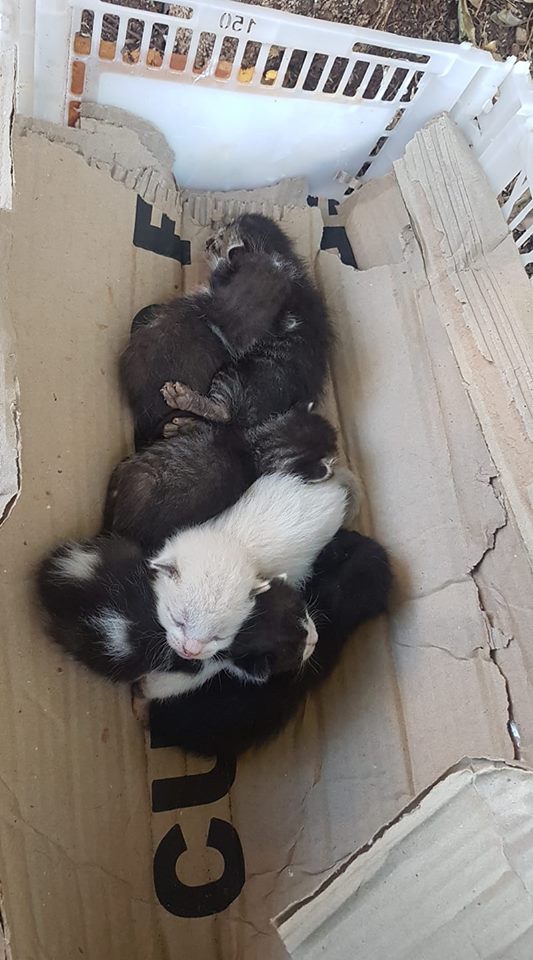 Gatinhos são resgatados e necessitam de ajuda - Crédito: Divulgação