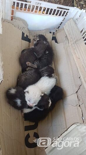 Gatinhos são resgatados e necessitam de ajuda - Crédito: Divulgação