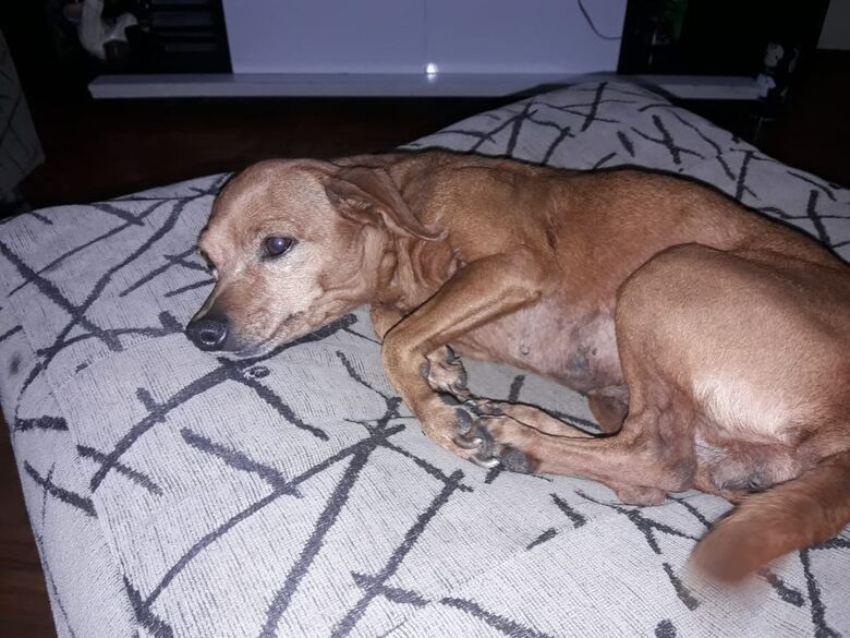 Belinha desaparece no Cruzeiro do Sul - Crédito: Divulgação