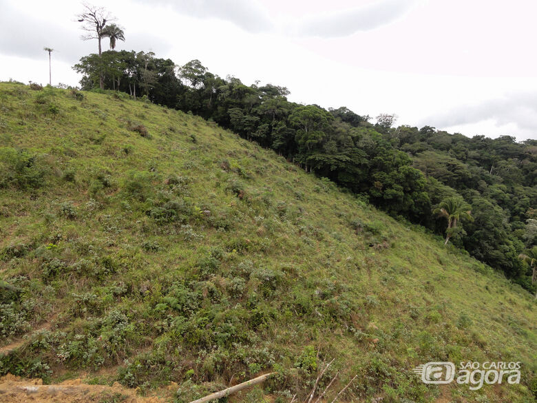Pastagem com sinal de regeneração natural em proximidade de remanescente florestal - Crédito: Paulo Molin