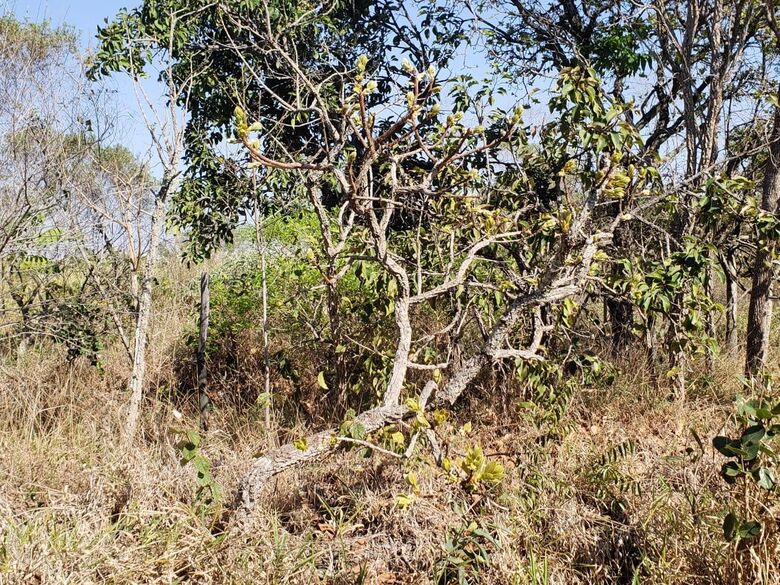 Cerrado da UFSCar é tema de workshop em outubro - Crédito: Trilha da Natureza/UFSCar