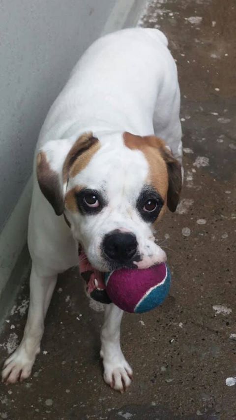 Cachorra Amora está desaparecida em Ibaté -