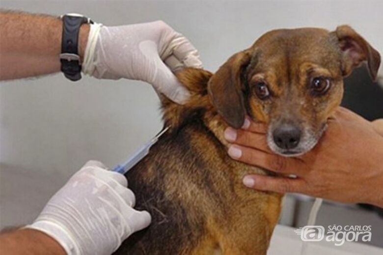 Vacinação em cães e gatos acontece neste sábado em São Carlos - Crédito: Divulgação