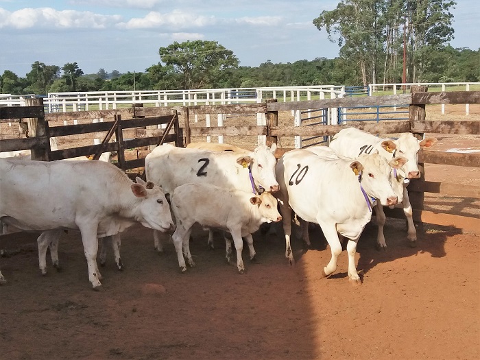 Vacas com bezerro participaram do experimento no sistema ILPF - Crédito: Alexandre Rossetto